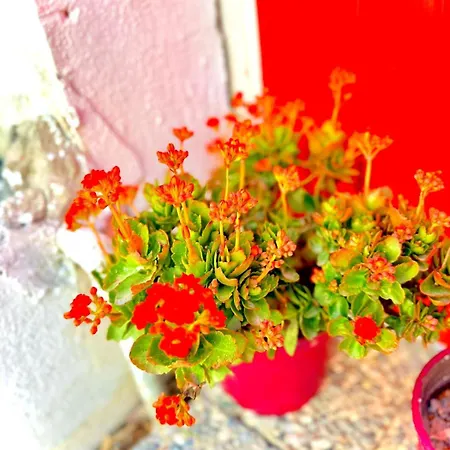 Bed & Breakfast Köyiçi Butik Eskiomerler